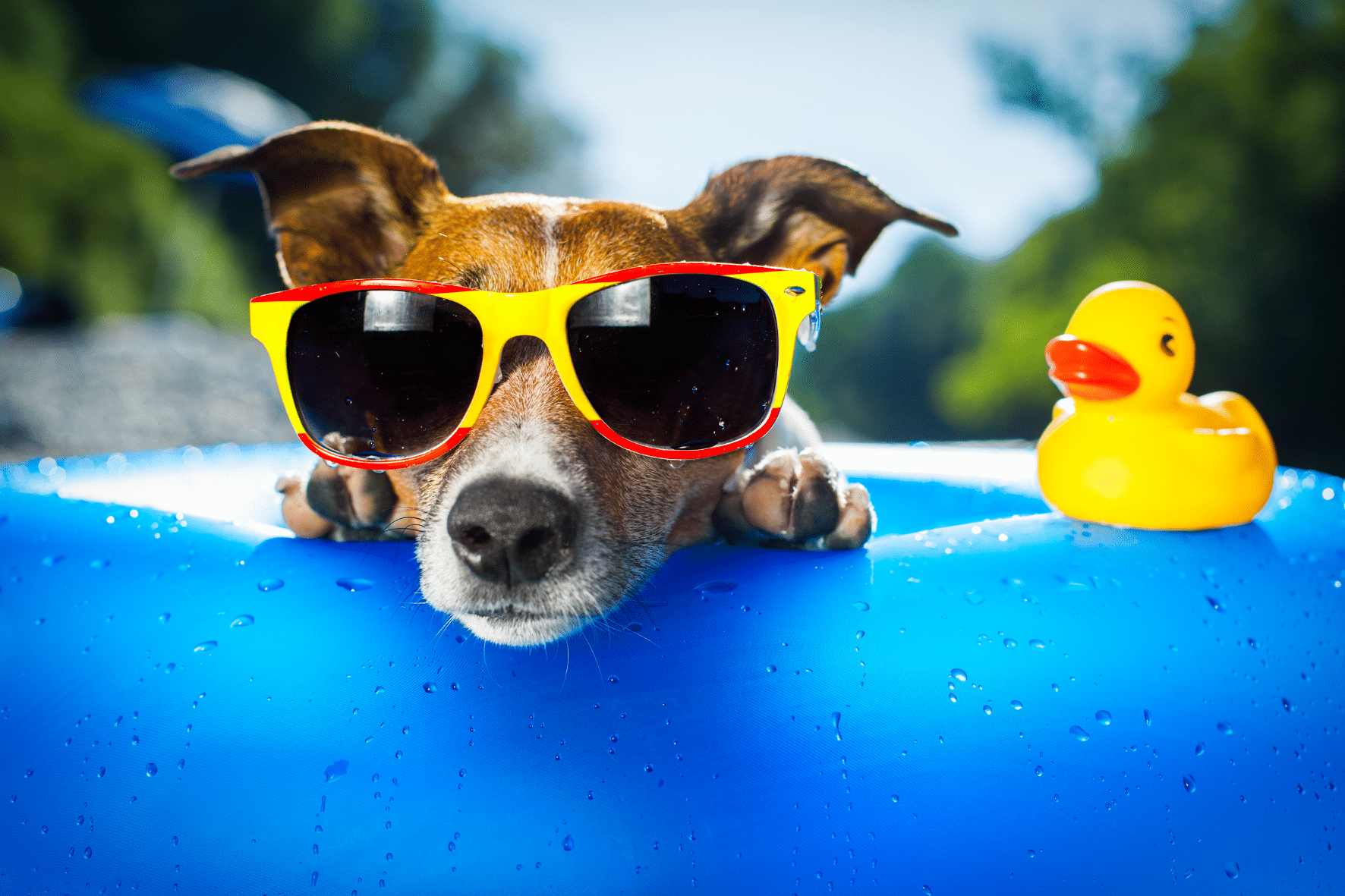 Op vakantie met de hond in België